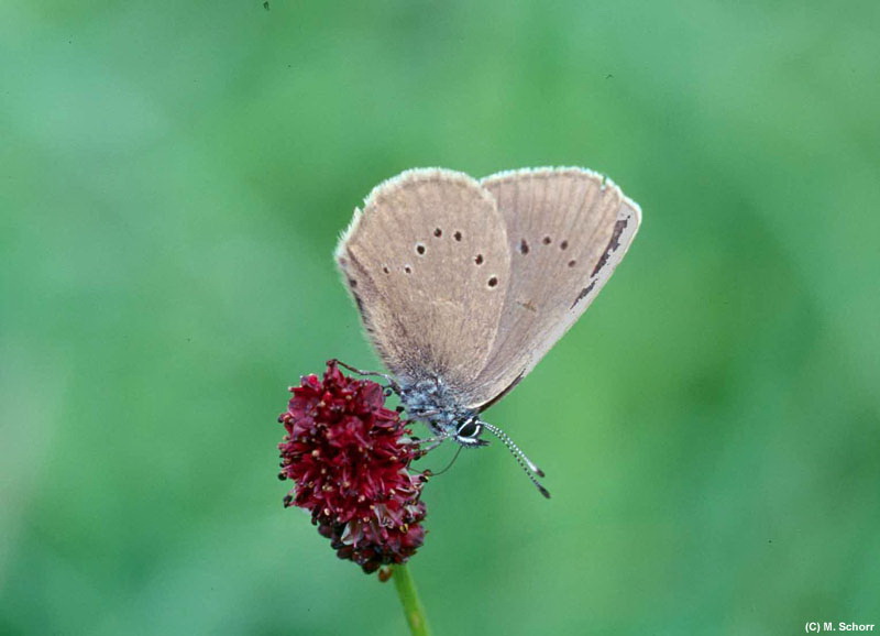 Dunkler Wiesenknopf-Ameisenbläuling